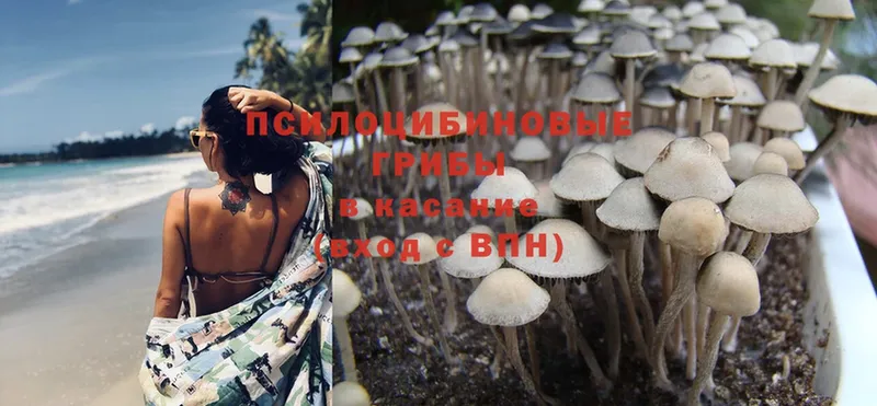 мега ссылки  Северская  Псилоцибиновые грибы Psilocybine cubensis 